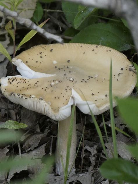 papas grisette|Amanita vaginata, Grisette mushroom